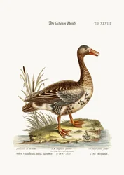 De lachende gans, 1749-73